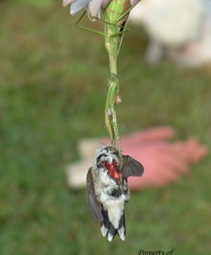 Praying Mantis Makes Meal of a Hummer