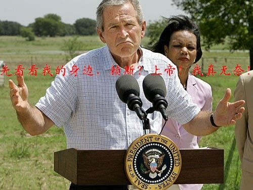 bush bush