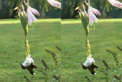 Praying Mantis Makes Meal of a Hummer
